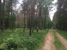 Projekt: Obszary Natura 2000 szansą wzbogacenia różnorodności biologicznej Puszczy Gorzowskiej